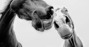 Lo stop alla carne di cavallo? Si rischia una rivolta nei territori dove la braciola è cultura e business.