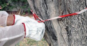 Per il Campo largo in Puglia, convivere con la Xylella non è così negativo.