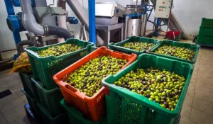 Puglia è la prima regione in Italia per produzione di olio d'oliva.