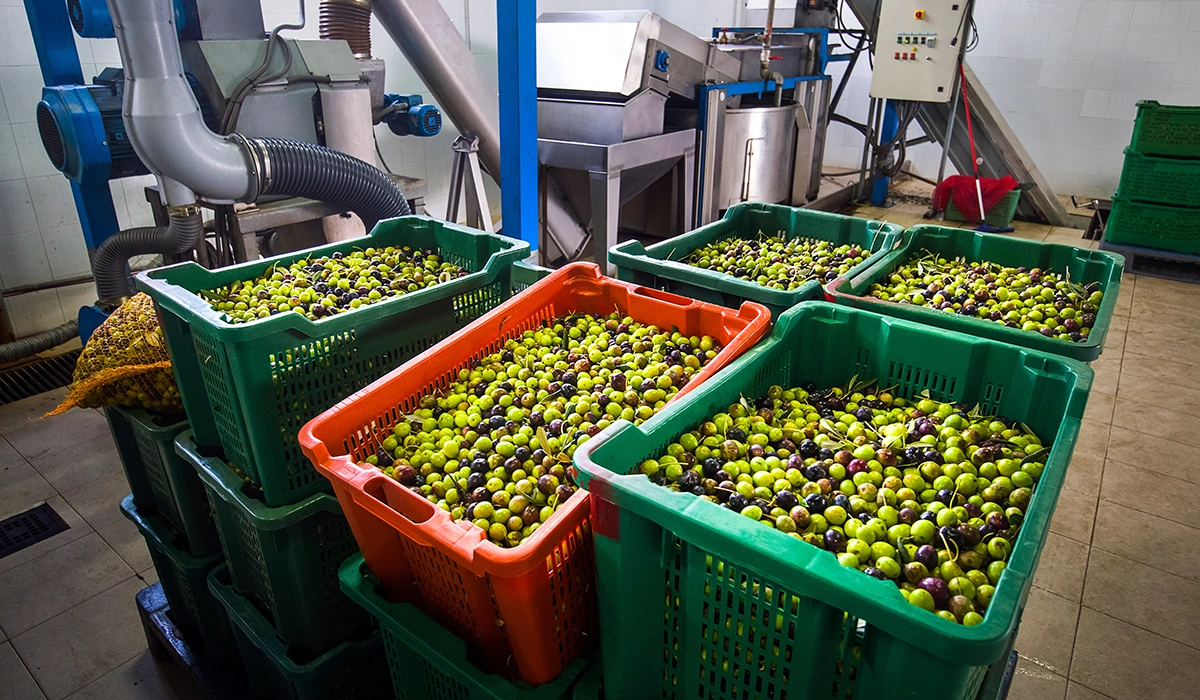 Puglia è la prima regione in Italia per produzione di olio d'oliva.