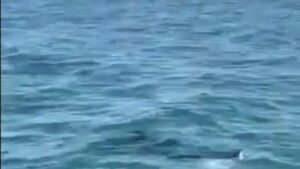 Trani, avvistato uno squalo elefante lungo la costa: appello ai naviganti per segnalazioni tempestive.