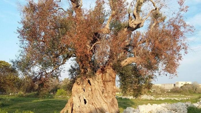 Xylella: la Regione Puglia rafforza la prevenzione con l'eradicazione dei mandorli abbandonati