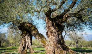 Xylella: la Regione Puglia rafforza la prevenzione con l'eradicazione dei mandorli abbandonati