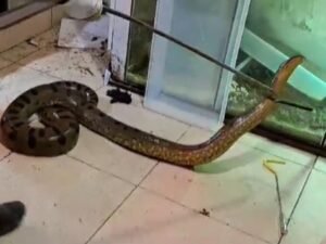 Due anaconda, un caimano dagli occhiali e altri rettili esotici sequestrati in un condominio a Sannicandro: scoperti 14 esemplari nascosti dietro una finta parete.