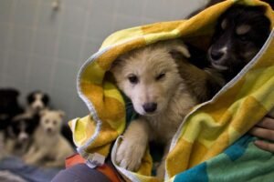 Emergenza animali abbandonati a Dubai: cani e gatti lasciati per strada mentre gli stranieri fuggono dalla città.