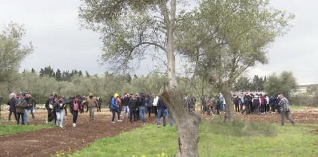 Oleoturismo in Puglia: il 28% dei turisti italiani sceglie esperienze tra ulivi e frantoi