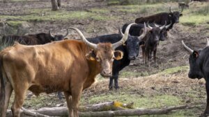 Tragedia nelle campagne di Potenza: agricoltore 57enne aggredito e ucciso dal toro nella sua azienda a Filiano