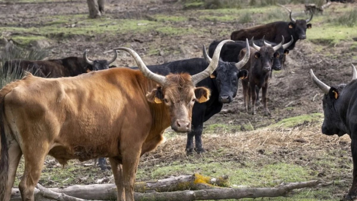 Tragedia nelle campagne di Potenza: agricoltore 57enne aggredito e ucciso dal toro nella sua azienda a Filiano