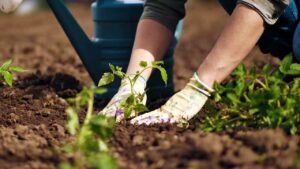 Agricoltura e pesca in ginocchio: l'onda d'urto del conflitto in Iran travolge la Puglia