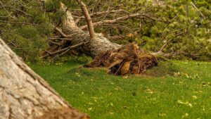 Maltempo in Puglia: forte vento causa la morte di una 12enne a Bisceglie e di un'altra persona a Taranto