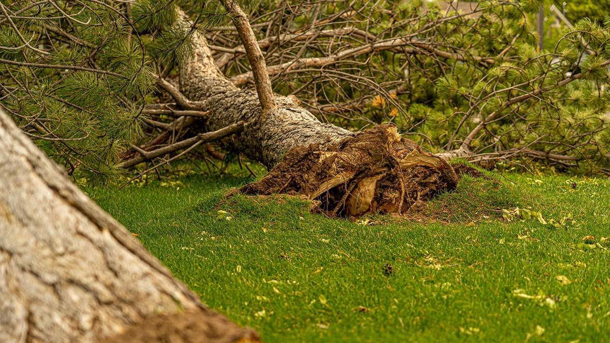 Maltempo in Puglia: forte vento causa la morte di una 12enne a Bisceglie e di un'altra persona a Taranto