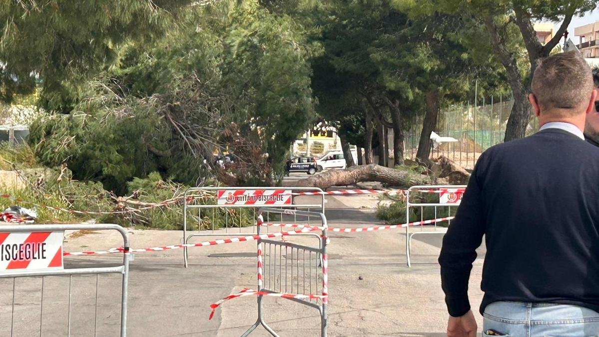 Vento di burrasca in Puglia: 12enne uccisa da un albero a Bisceglie mentre usciva da scuola.