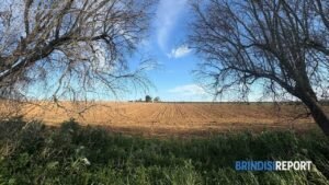 Focus sull’Agricoltura: confronto a Brindisi su filiera agroalimentare, sviluppo e lavoro