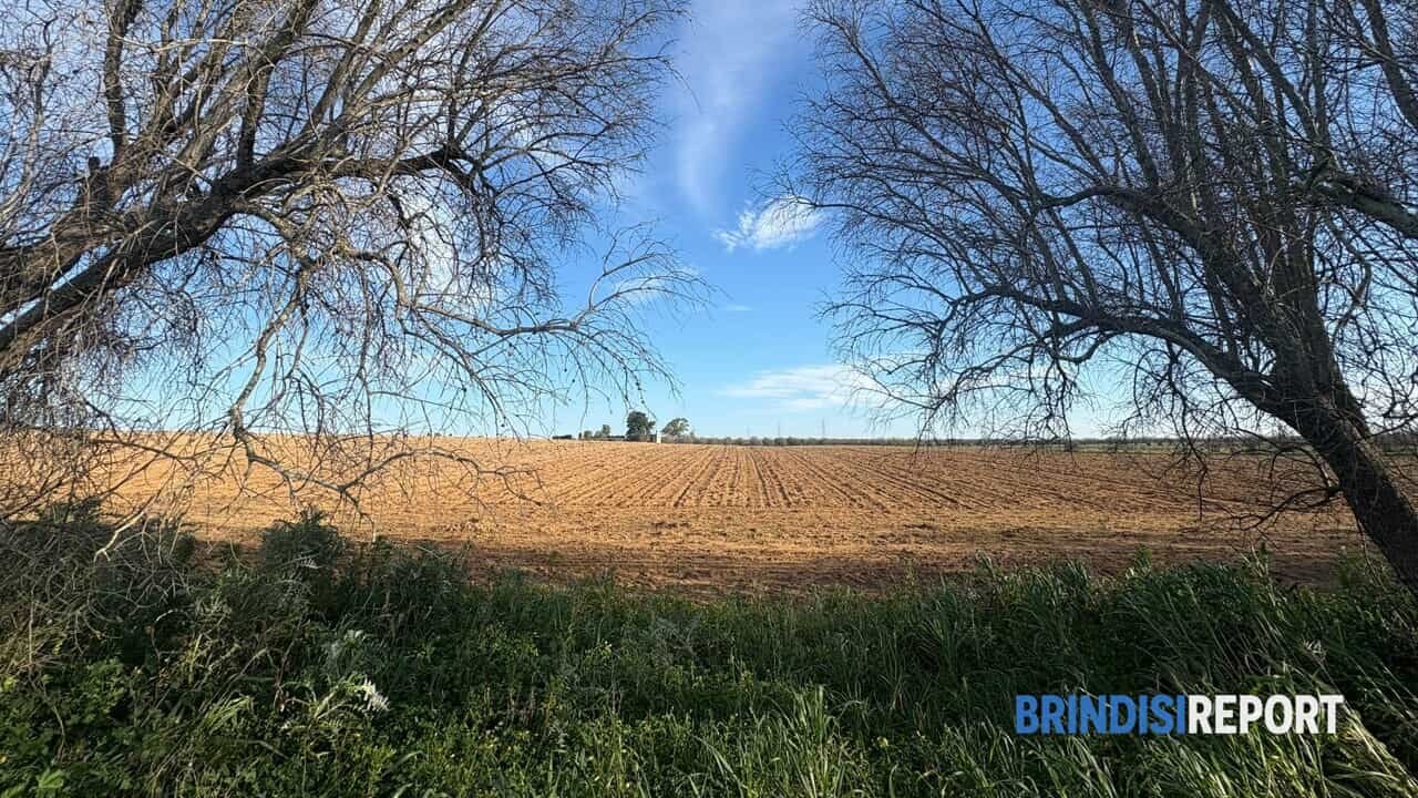 Focus sull’Agricoltura: confronto a Brindisi su filiera agroalimentare, sviluppo e lavoro