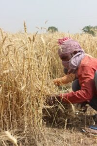 Grano duro: "Da Foggia parte il confronto sul futuro della filiera grano-pasta italiana"