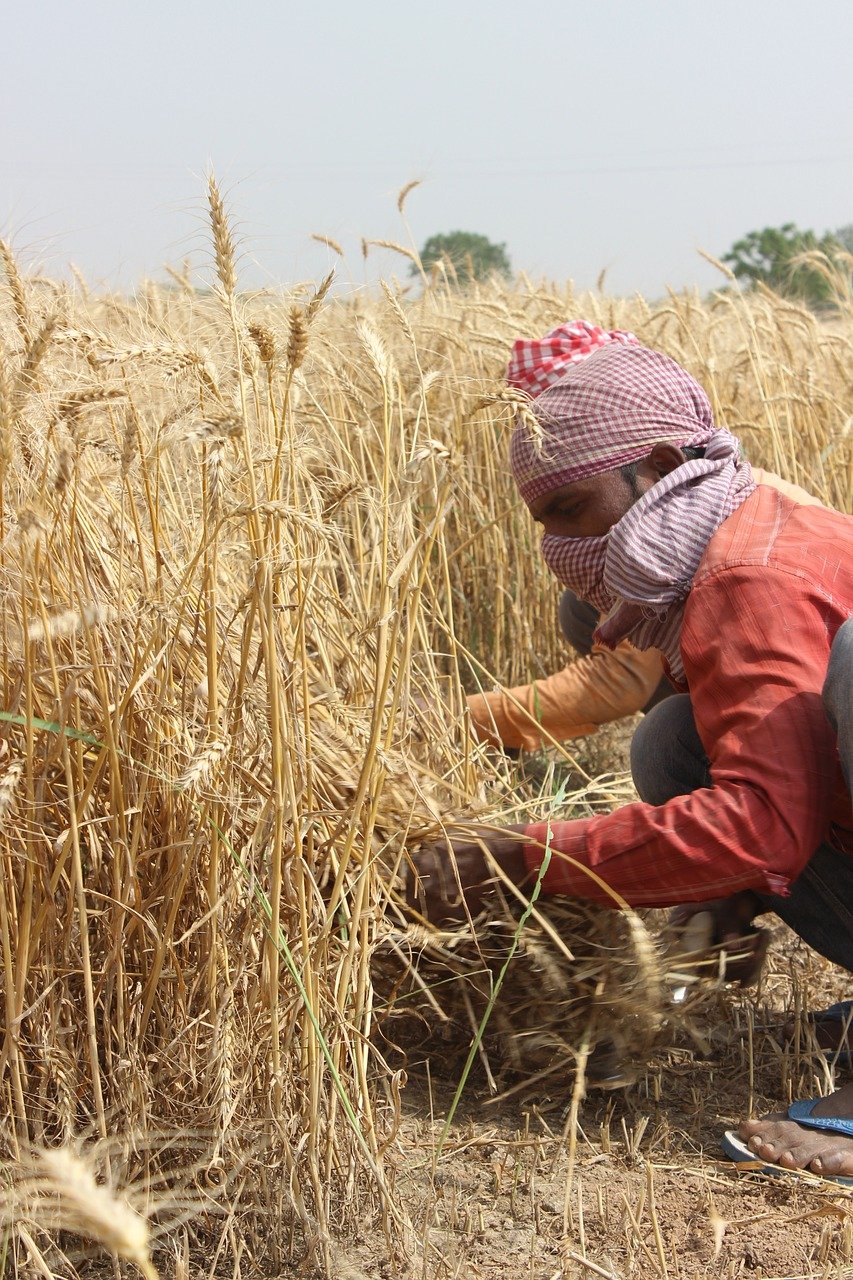 Grano duro: "Da Foggia parte il confronto sul futuro della filiera grano-pasta italiana"