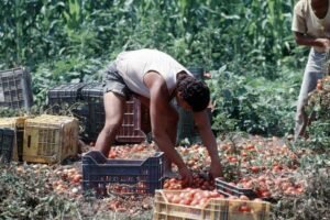 Lavoratori agricoli sempre più anziani e assenza di turn over: la crisi nei campi