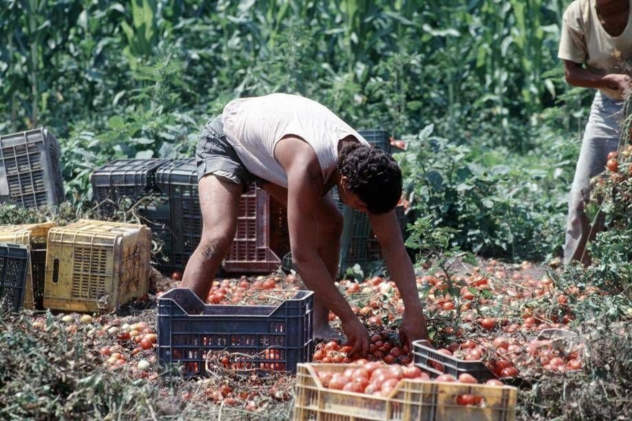Lavoratori agricoli sempre più anziani e assenza di turn over: la crisi nei campi