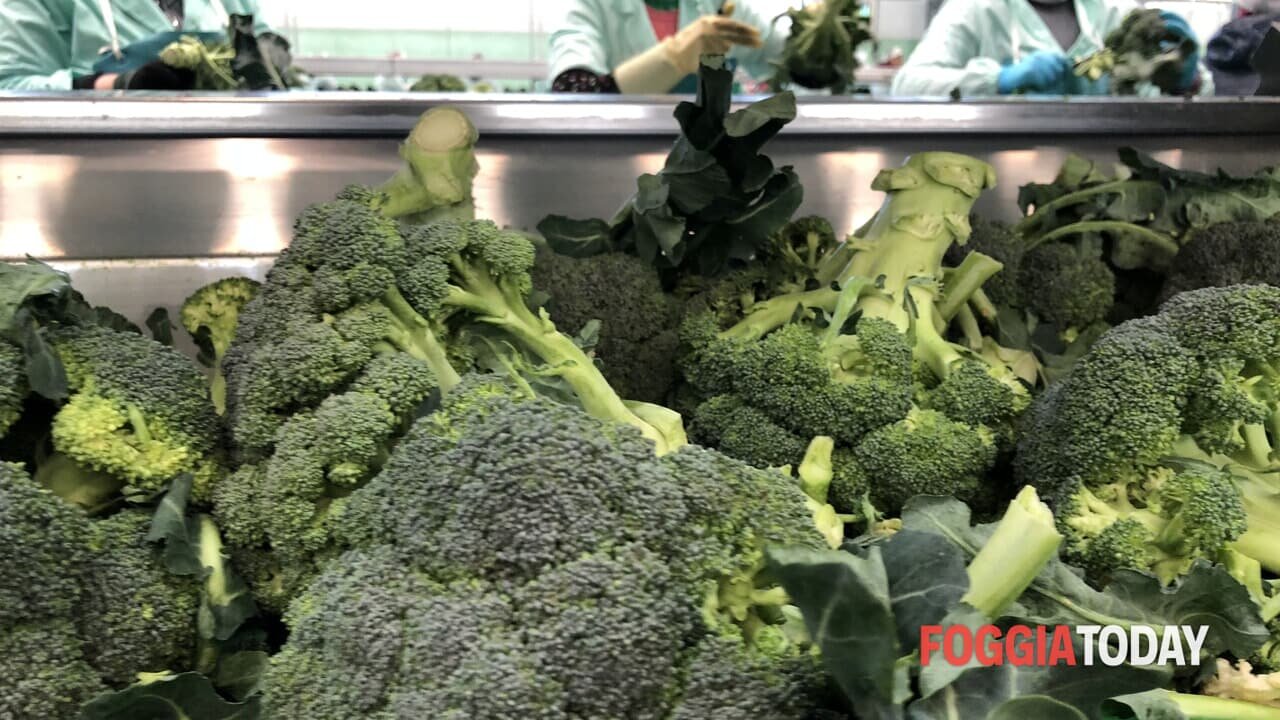 L'export della Puglia cresce e raggiunge circa 10 miliardi di euro, con Germania e Stati Uniti come principali partner.