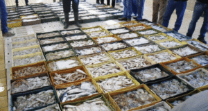 Pesca in crisi tra costi elevati e mercati instabili: 3,84 milioni per la Puglia, richiesti interventi immediati.