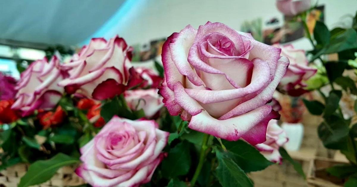 Per fare un fiore: le aziende pugliesi si adattano ai cambiamenti climatici
